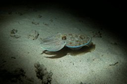 20010620_Mangrove_Bay_Nacht_0013